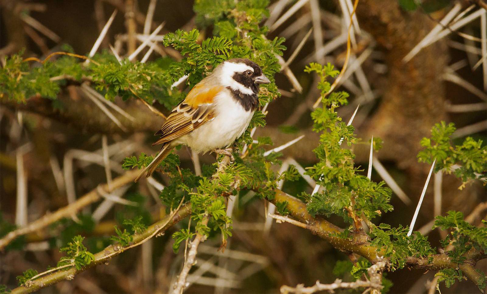 Cape Sparrow